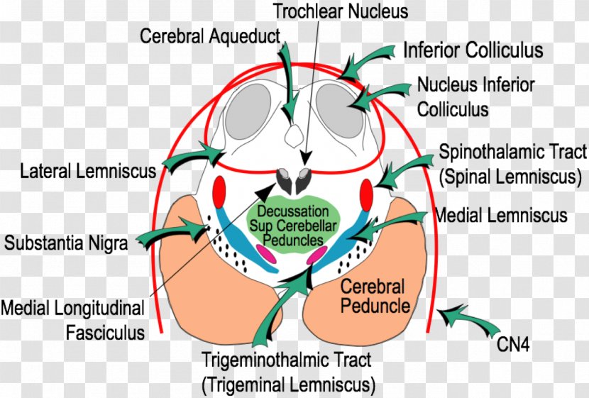 Inferior Colliculus Superior Midbrain Tectum Brainstem - Flower - Brain Transparent PNG