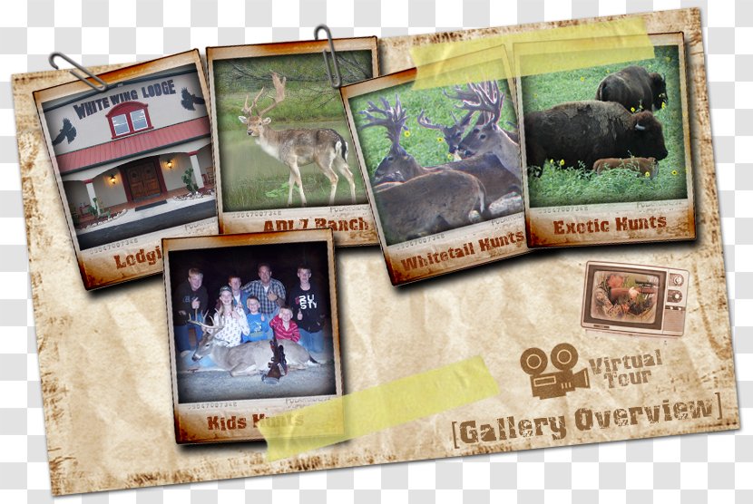 ADL Seven Hunting Ranch Boar South Texas Game - Games Transparent PNG