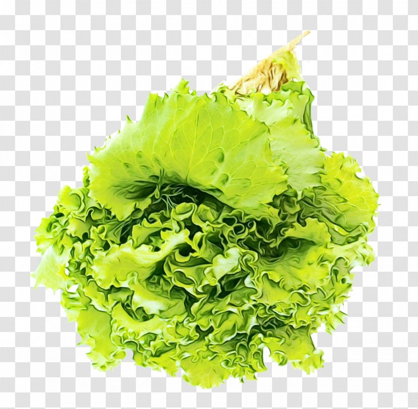 Green Grass Background - Romaine Lettuce - Vegetarian Food Transparent PNG