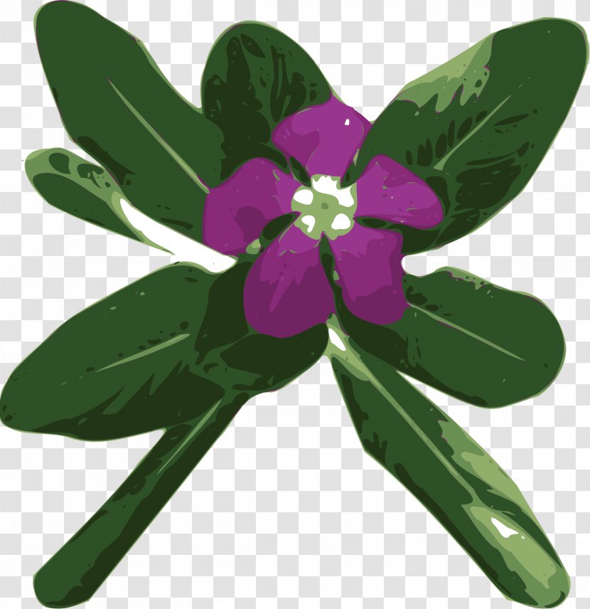 Vinca Major Minor Periwinkle Catharanthus Roseus Clip Art Transparent PNG