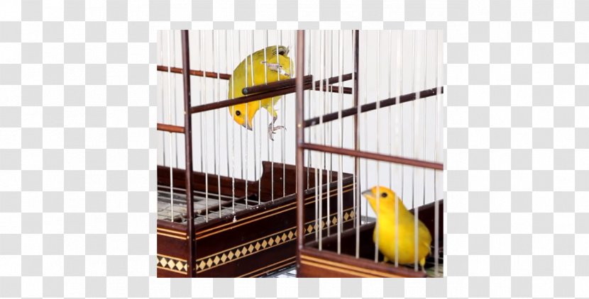 Atlantic Canary Saffron Finch Birdcage Pet - Cage - Gaiola Transparent PNG