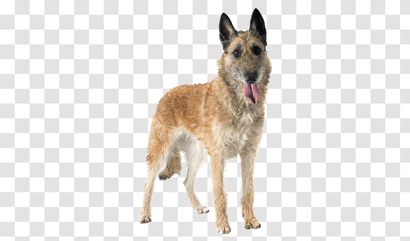 Old German Shepherd Dog Tervuren Belgian Malinois Shiloh - Snout Transparent PNG