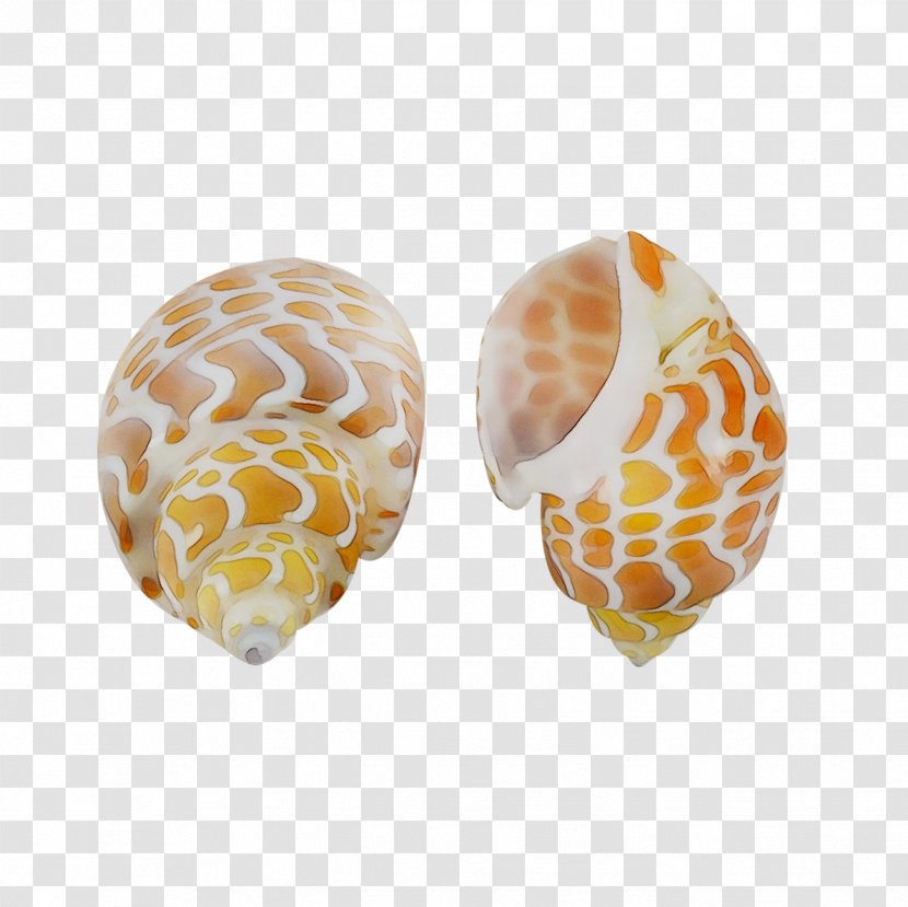 Seashell Babylonia Spirata Conchology Nautilidae - Shell - Ear Transparent PNG