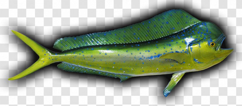 Sardine Marine Biology Fauna Dolphin - Tail - Mahi-mahi Transparent PNG