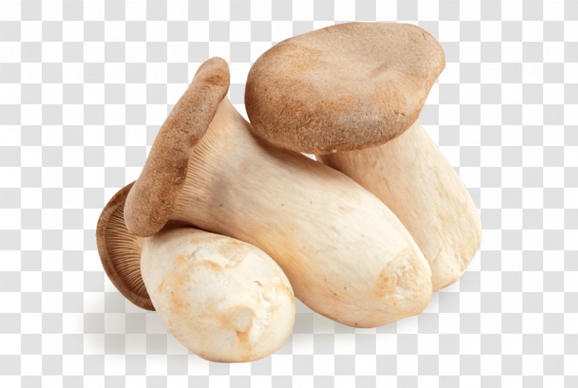 Pleurotus Eryngii Edible Mushroom Oyster Fungus - Mushrooms Transparent PNG