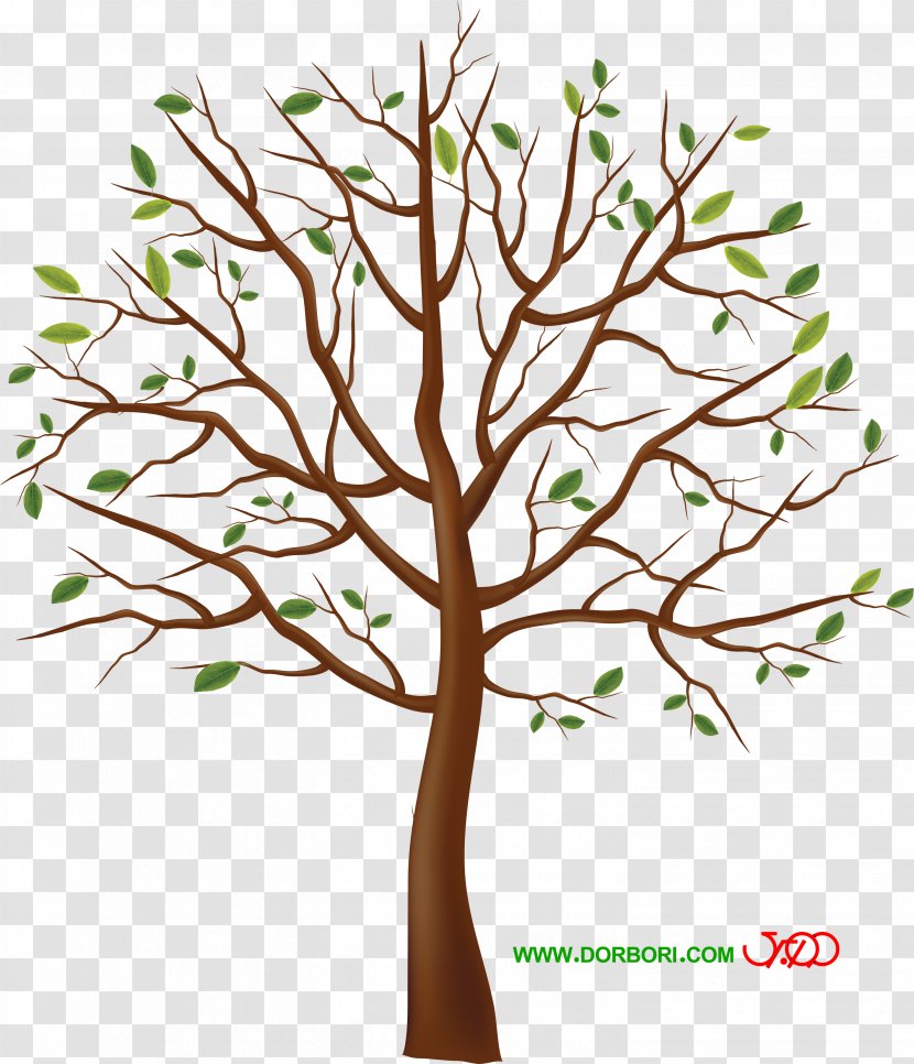 Tree Clip Art - Branch - Walnut Transparent PNG