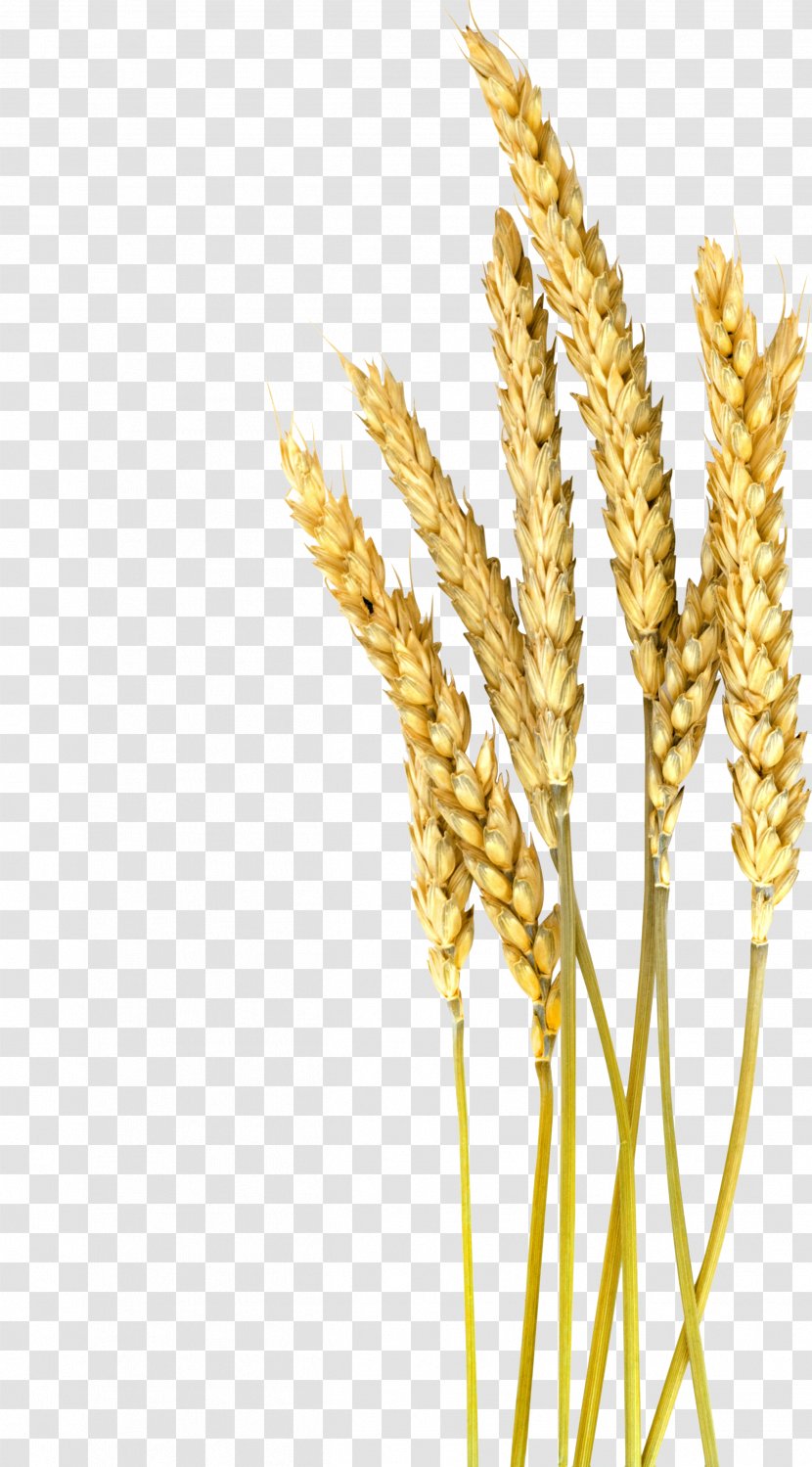 Einkorn Wheat Barley Cereal Oat Foxtail Millet - Emmer Transparent PNG
