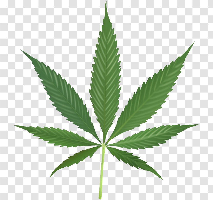 Cannabis Cultivation Leaf Spots Transparent PNG