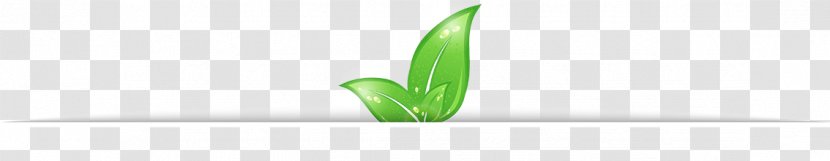 Leaf Desktop Wallpaper Grasses - Green - Menu Especial Transparent PNG