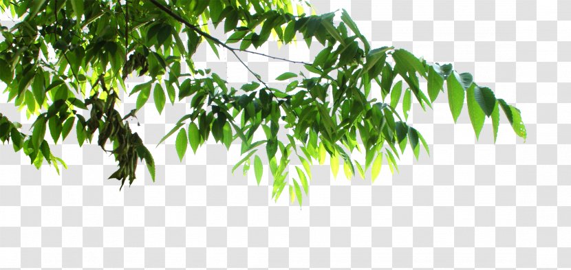 Tree Leaf Clip Art - Green - Leaves Transparent PNG