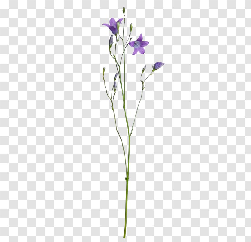 Floral Design Purple Flower - Plant Stem - Beautiful Transparent PNG