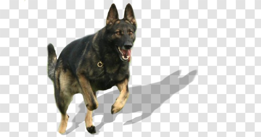 German Shepherd Kunming Wolfdog Zuchtstätte Vom Patscherkofel Dog Breed Puppy - Canine Patrol Transparent PNG