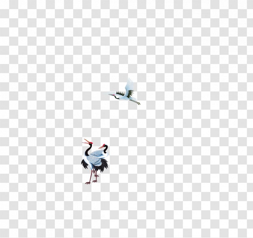 Goose Duck Cygnini Wing Bird - Ducks Geese And Swans - Crane Transparent PNG