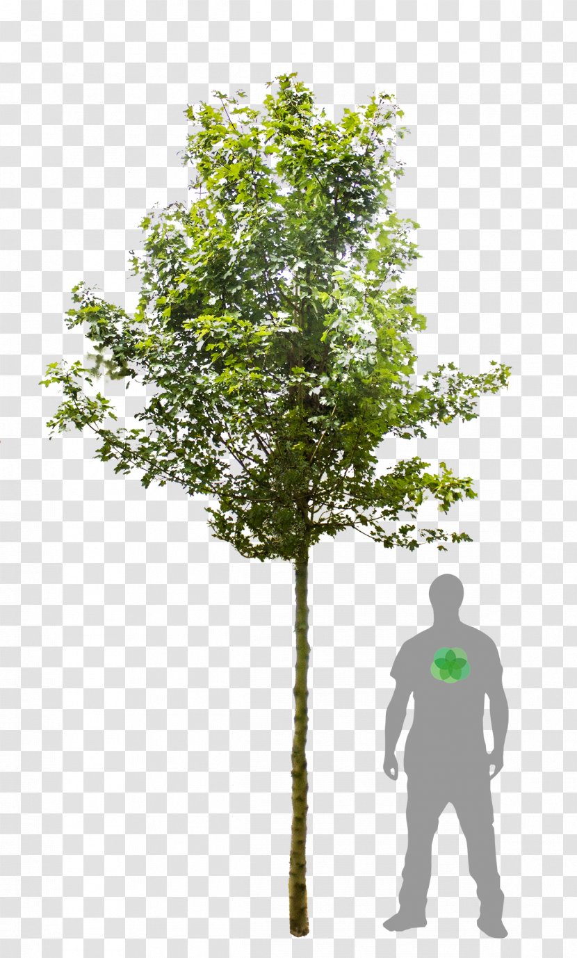 Tree Acer Campestre 'Elsrijk' 'Carnival' Woody Plant Sycamore Maple - Hedge - Flowers And Plants Transparent PNG