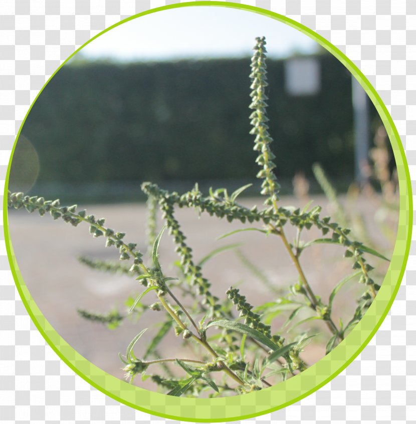Leaf Annual Ragweed Plant Stem Pollen - Ambrosia Transparent PNG