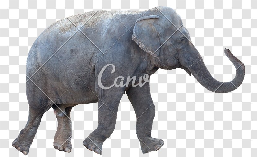 Stock Photography African Elephant Royalty-free - Snout - Maa Transparent PNG