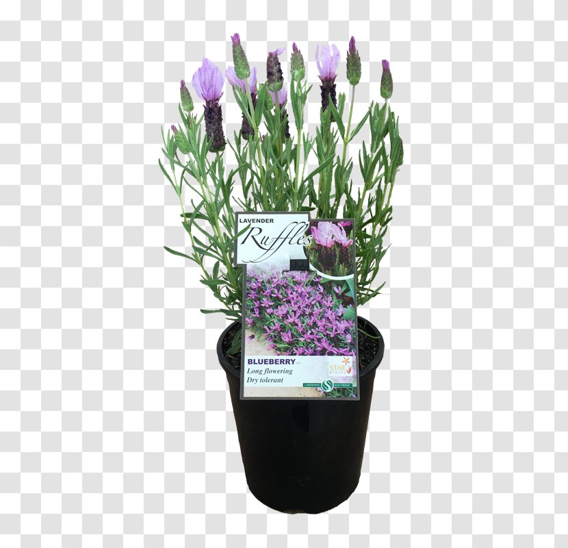 Lavender Flowerpot Artificial Flower Cut Flowers - Violet Transparent PNG