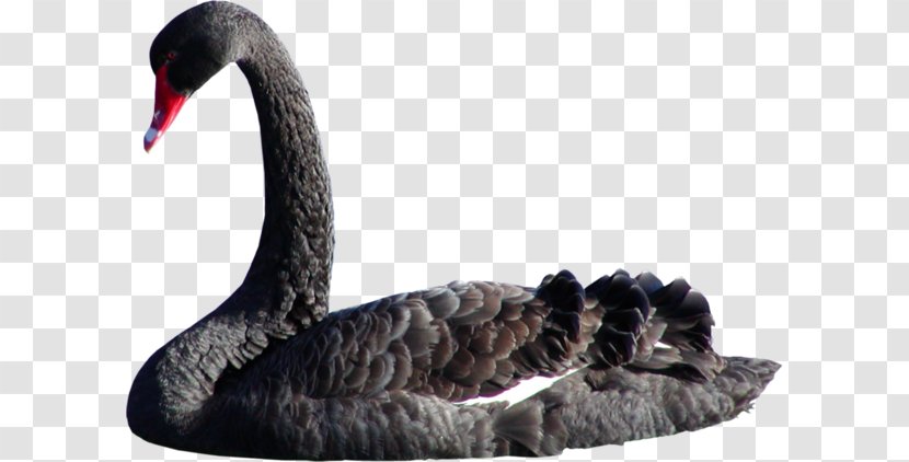 Black Swan Bird Goose Именинница Domestic Pigeon - Water Transparent PNG
