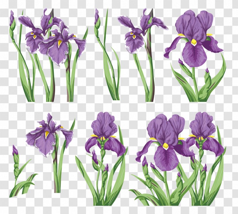 Irises Flower Painting - Seed Plant - Iris Transparent PNG