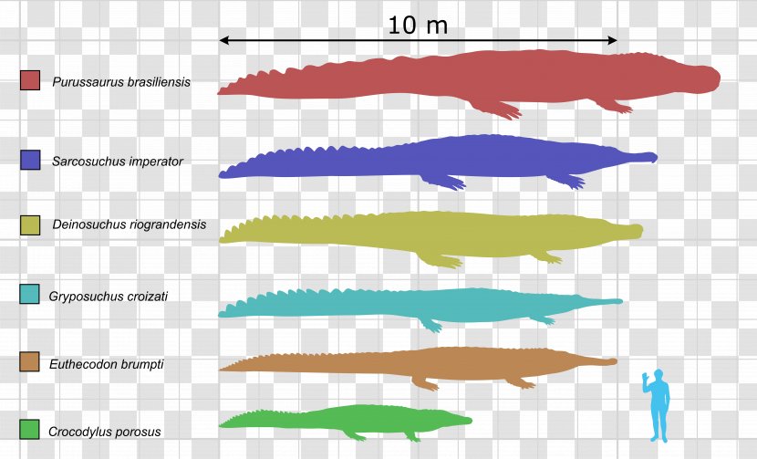 Deinosuchus Purussaurus Crocodile Urumaco Alligator - Organism Transparent PNG