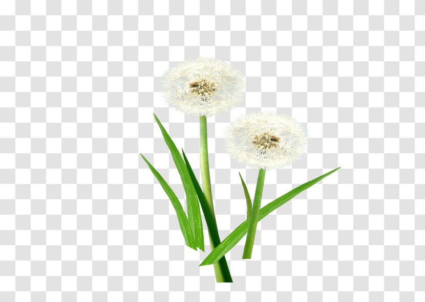 Common Dandelion Transparent PNG