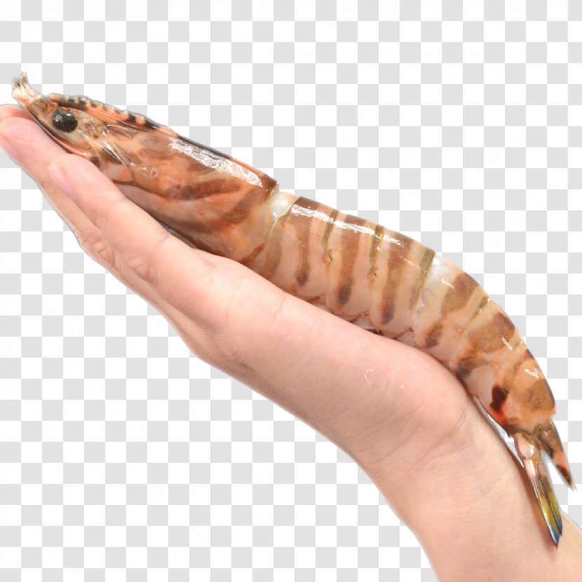 Caridea Chinese White Shrimp Prawn Seafood - Finger - Frozen Prawns Transparent PNG