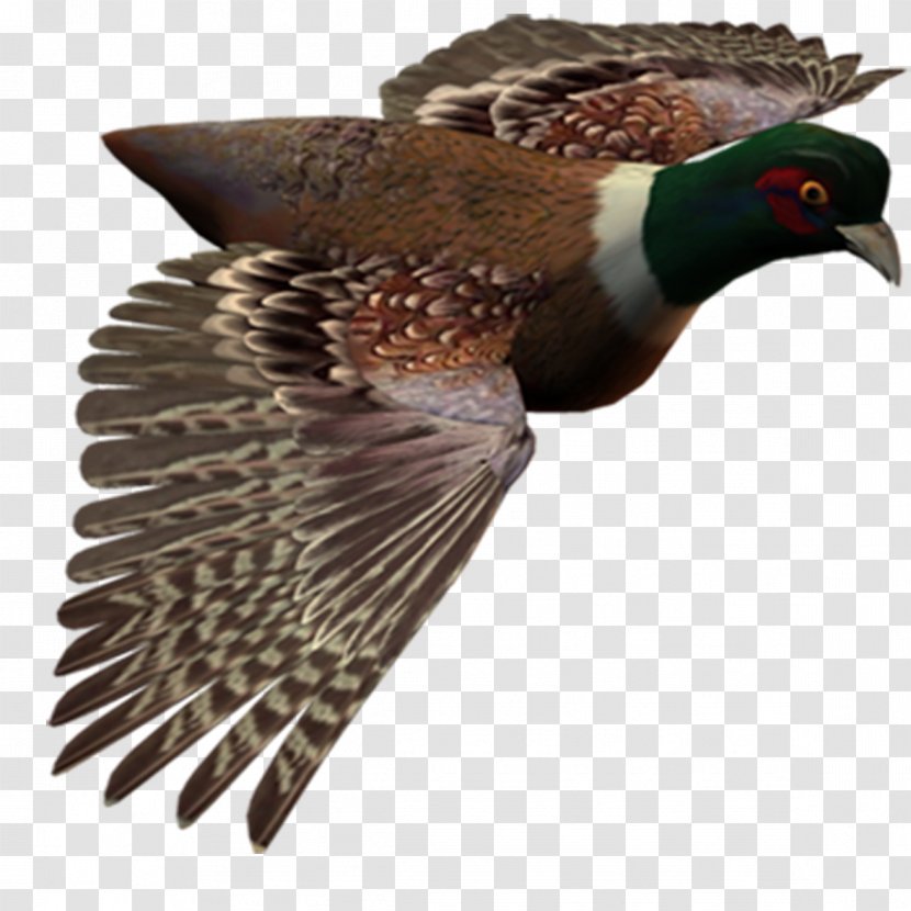 Bird Flight Image Transparent PNG