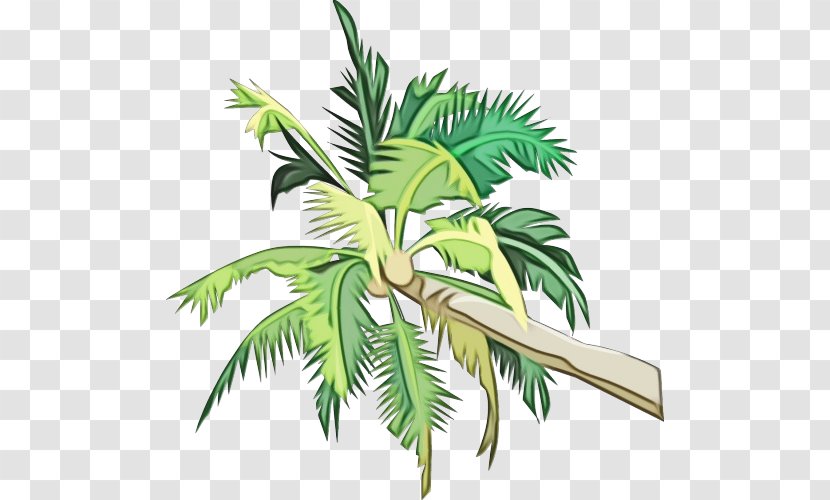 Coconut Tree Cartoon - Palm - Houseplant Elaeis Transparent PNG