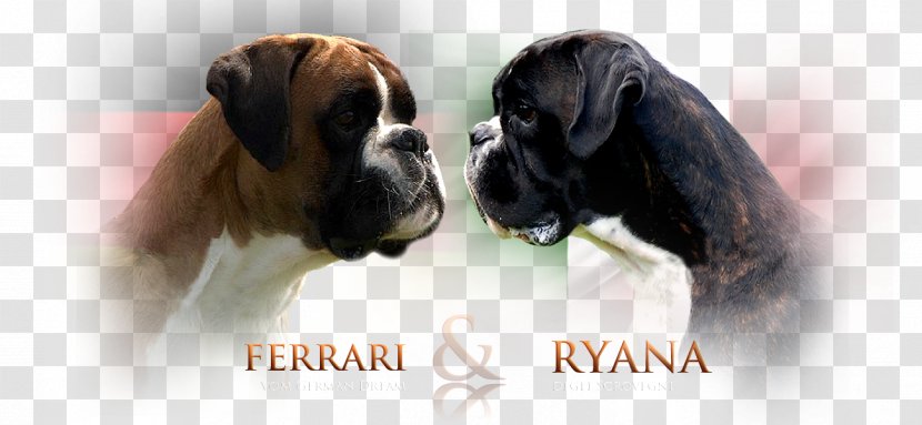 Dog Breed Boxer Puppy Verband Für Das Deutsche Hundewesen Transparent PNG