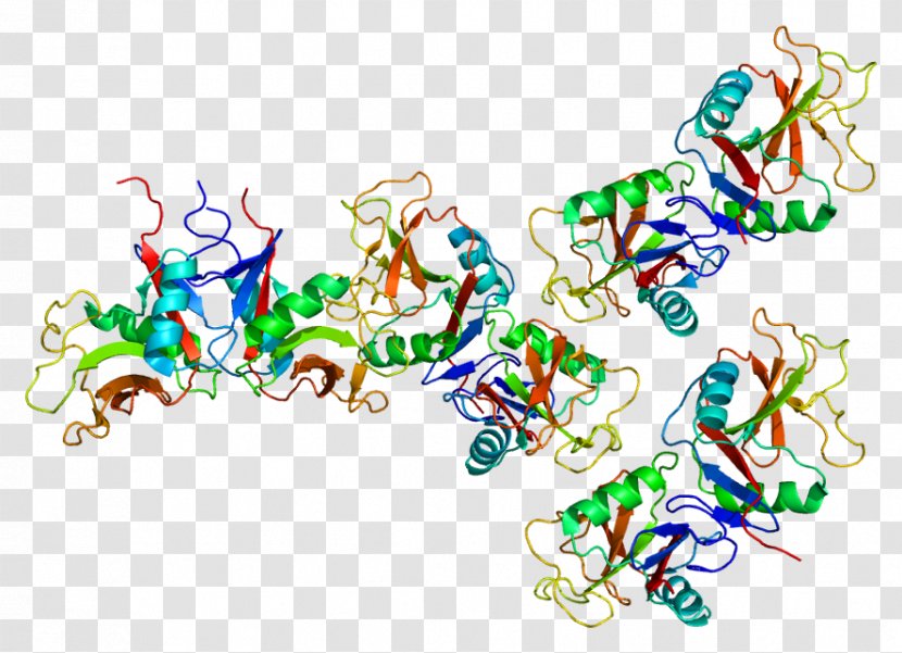 OLR1 Low-density Lipoprotein LDL Receptor Lectin - Arteriosclerosis - Gene Transparent PNG