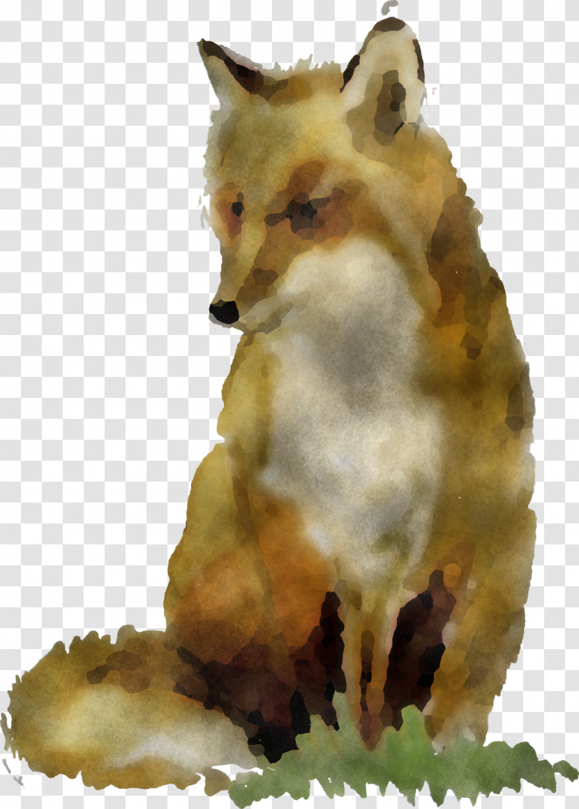 Red Fox Fox Wildlife Snout Coyote Transparent PNG