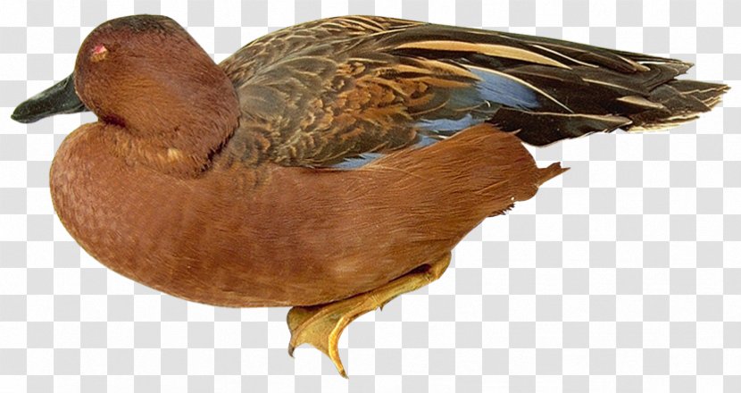 Mallard Duck Beak Fauna Feather - Poultry Transparent PNG