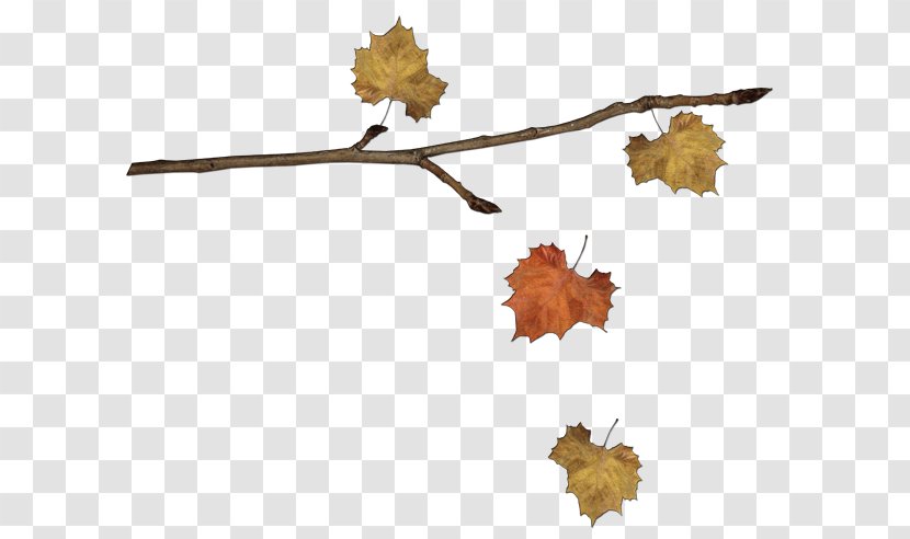 Leaf Autumn Clip Art - Season Transparent PNG