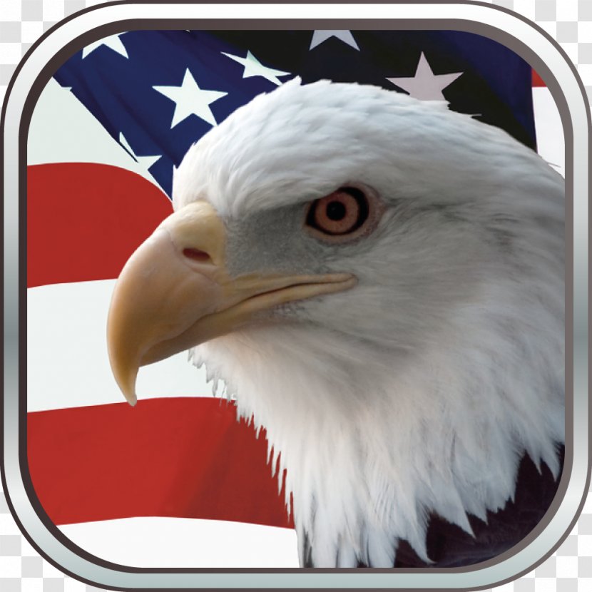 Bald Eagle Flag Of The United States Independence Day - Usa Gerb Transparent PNG