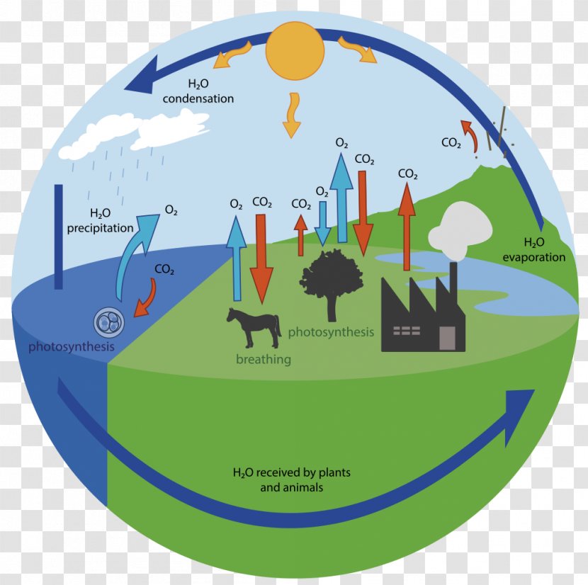 Oxygen Cycle Carbon Water Biogeochemical Transparent PNG