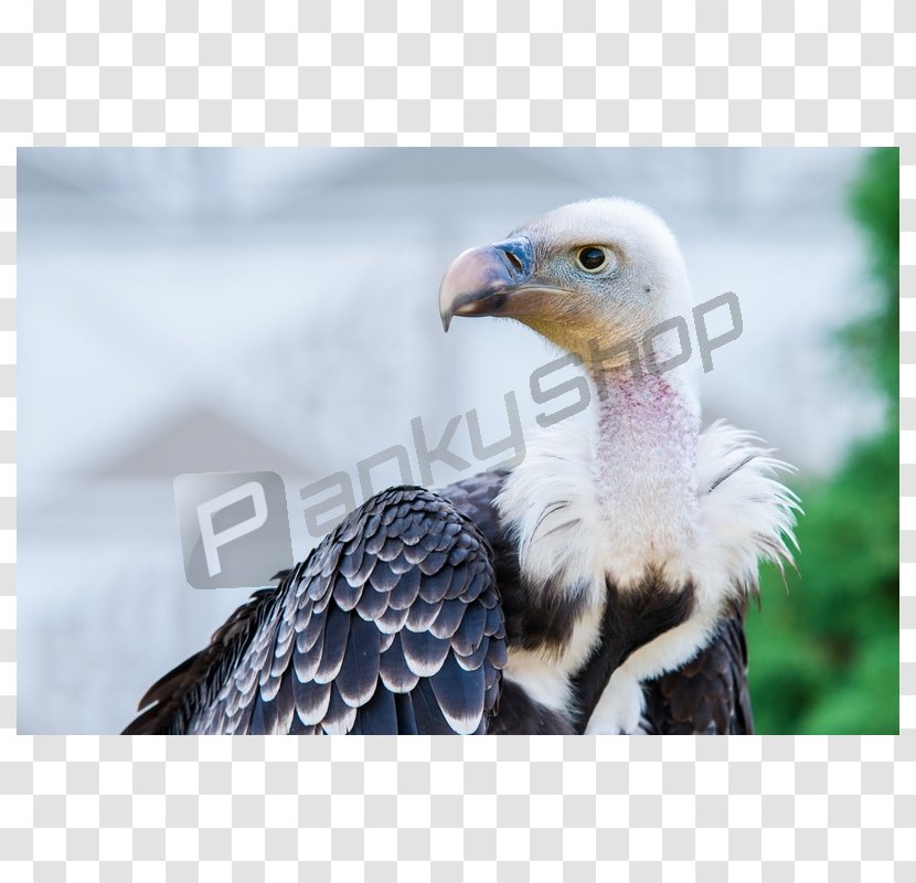 Bald Eagle Griffon Vulture Beak - Bird Of Prey Transparent PNG