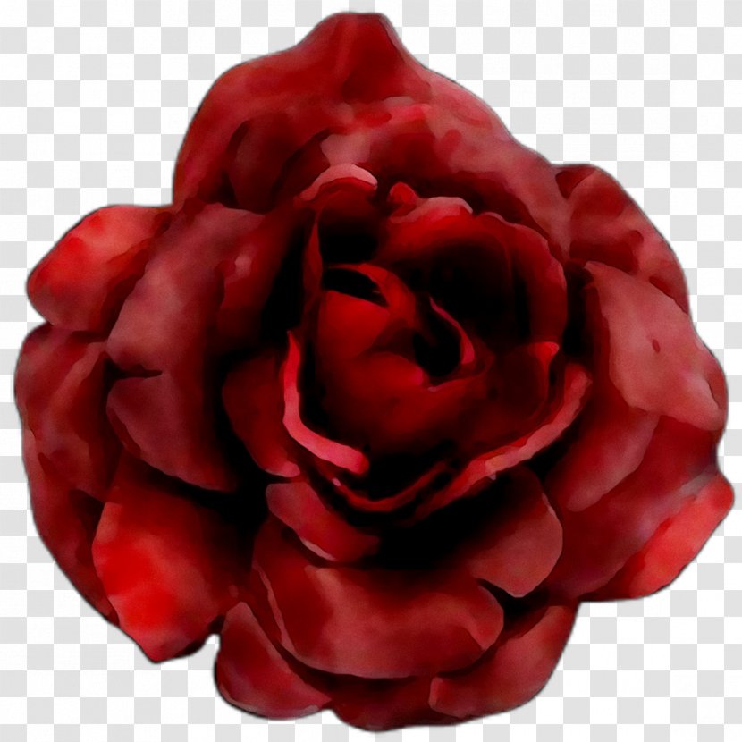 Garden Roses Cabbage Rose Floribunda Petal - Family - Artificial Flower Transparent PNG