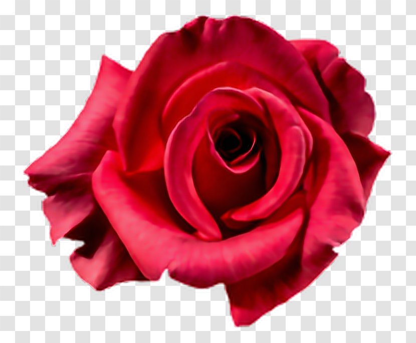 Garden Roses Flower Bouquet Cabbage Rose Clip Art Transparent PNG
