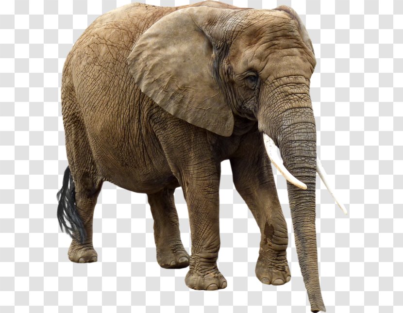 African Elephant Elephantidae Clip Art - Elefantes Transparent PNG