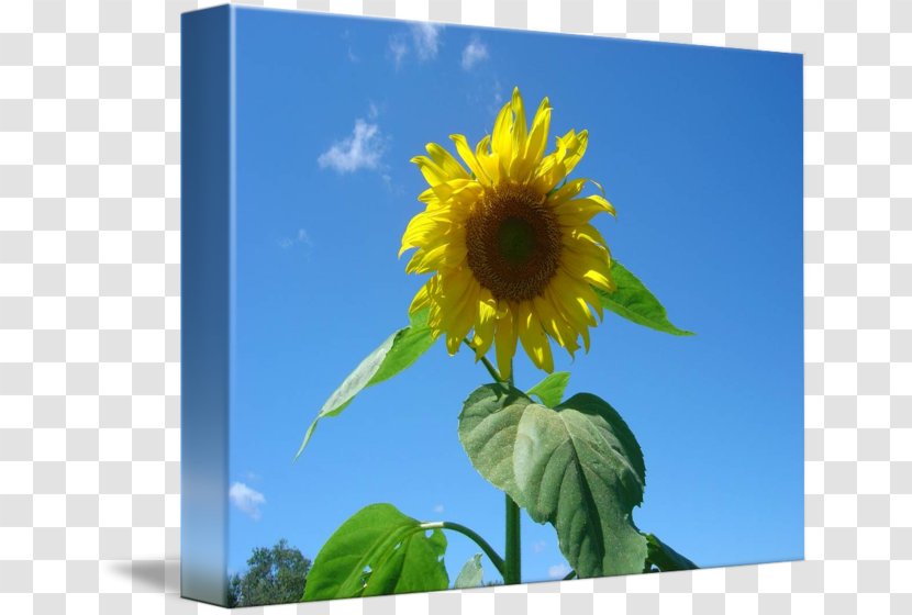 Sunflower Seed M Sunflowers Sky Plc - Landscape Transparent PNG