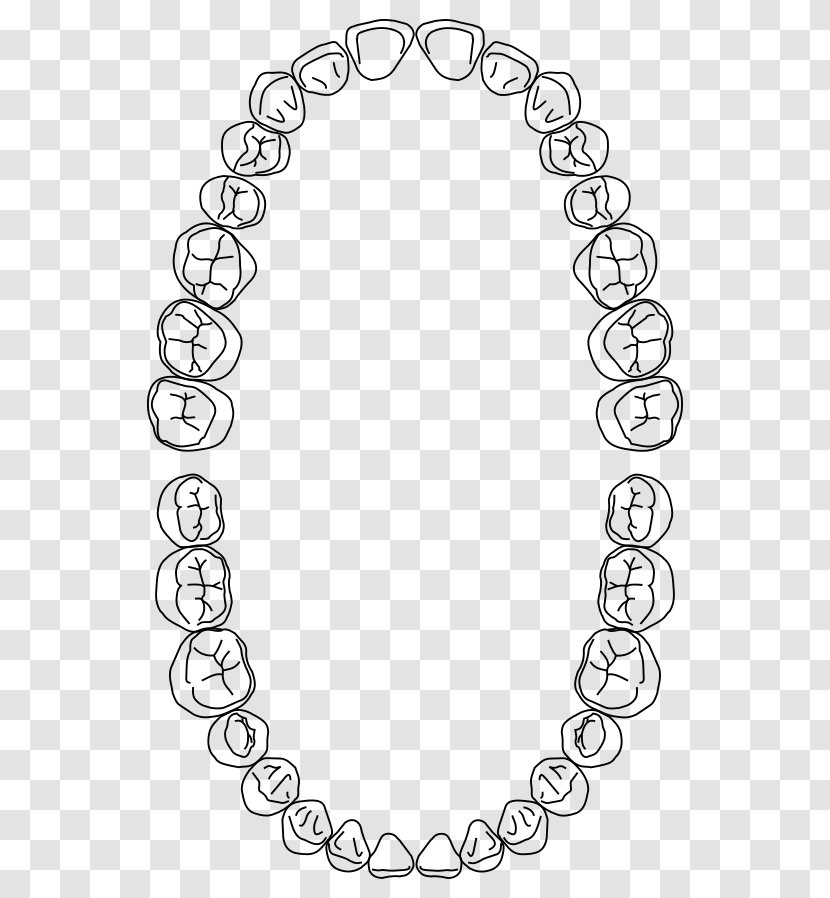 Dentistry Dental Arch Dentures Human Tooth - Dentist Transparent PNG