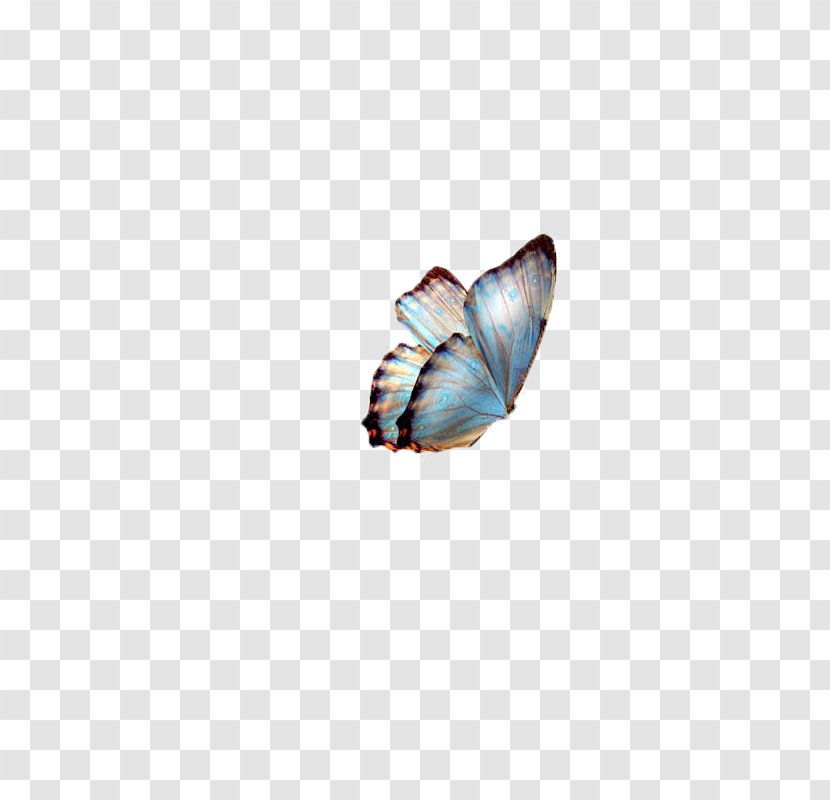 Butterfly Clip Art - Insect - Butterfly,insect,specimen Transparent PNG