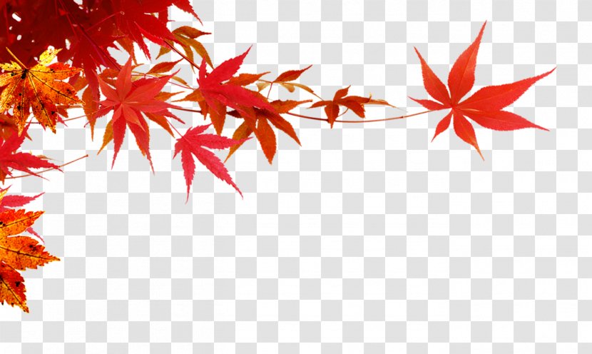 Autumn - Maple Leaf - Leaf,Maple Branch Transparent PNG