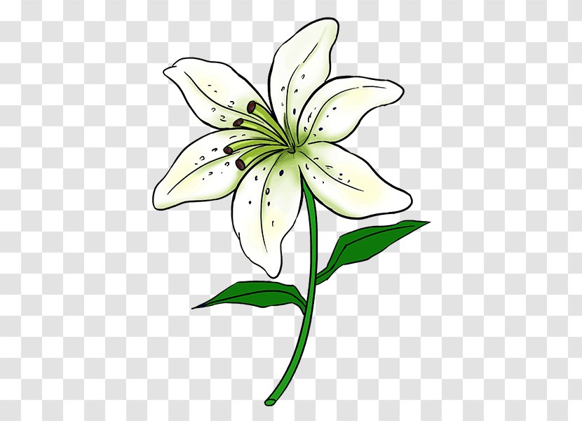 Drawing Flower Tiger Lily Sketch - Line Shading Transparent PNG