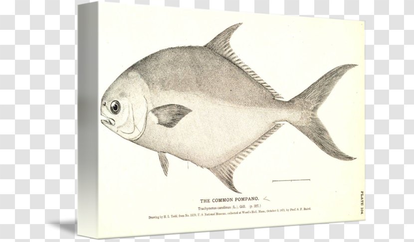 Pompano Beach Florida Saltwater Fish Fishing - Food - Sketch Transparent PNG