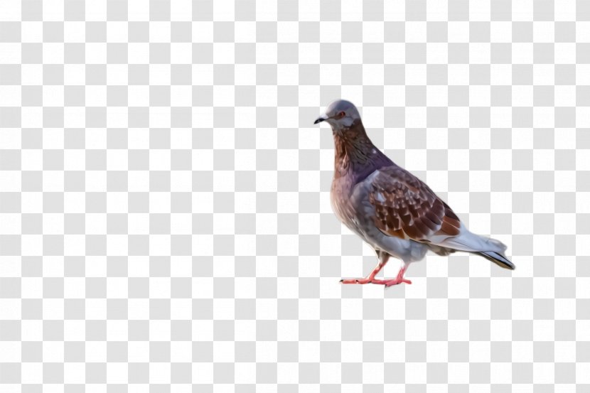Dove Bird - Pigeon - Partridge Pheasant Transparent PNG