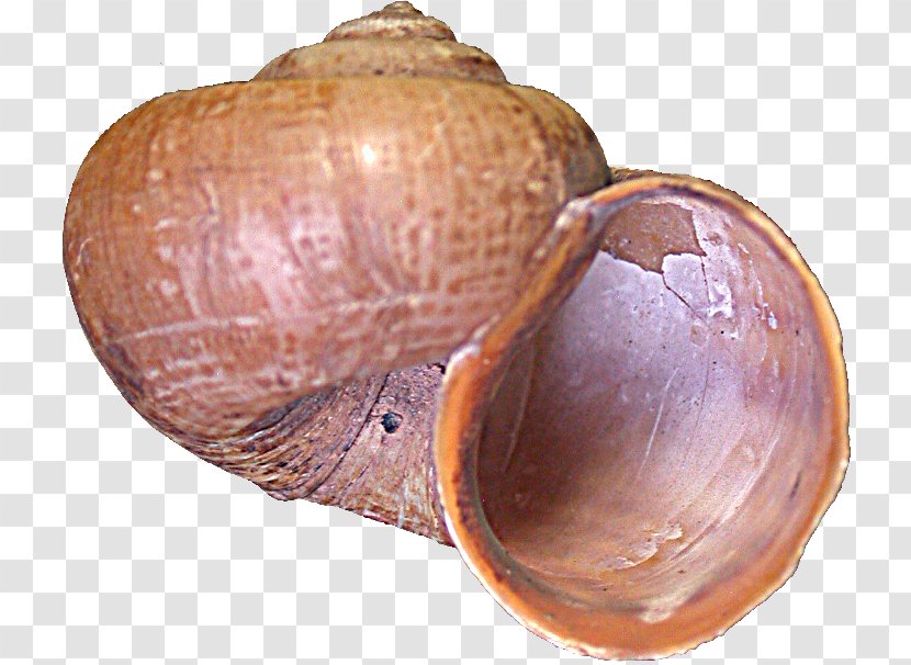 Snail Cartoon - Lymnaeidae - Sea Snails And Slugs Transparent PNG