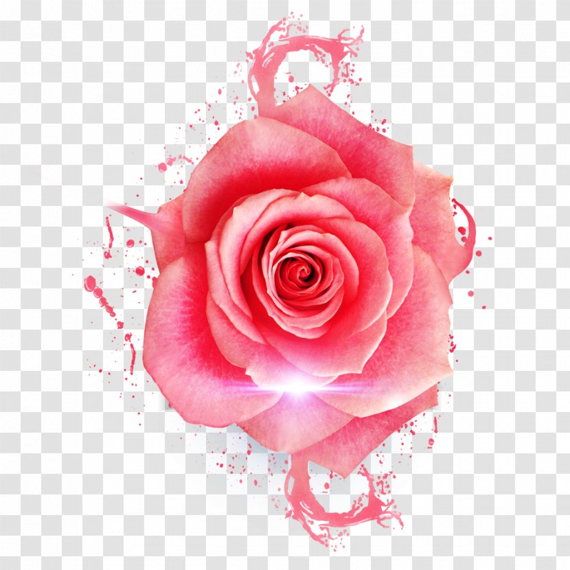 Garden Roses Centifolia Beach Rose Pink Flower - Cut Flowers - Material Transparent PNG