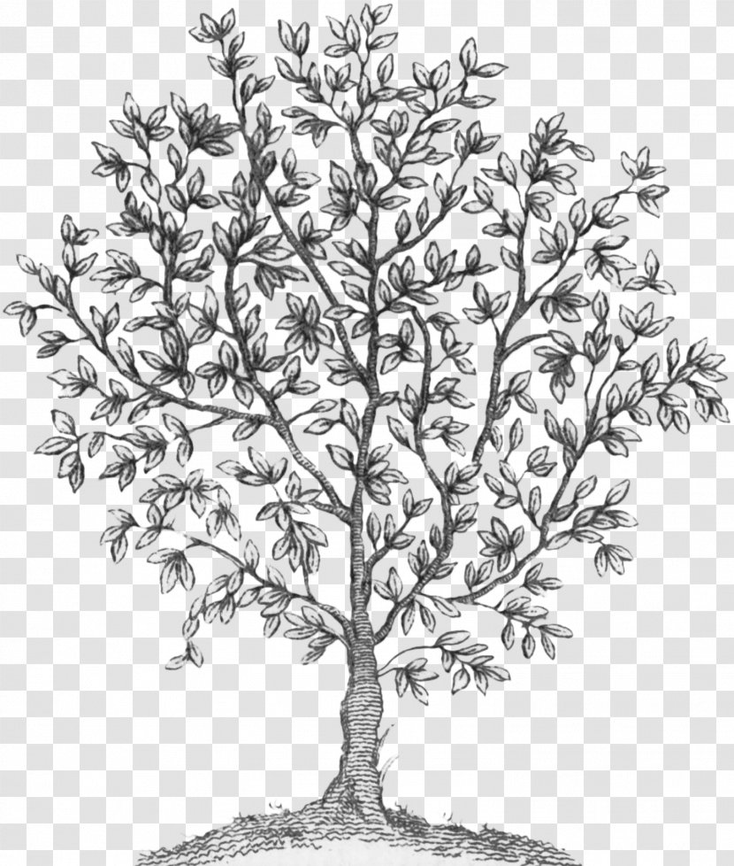 Twig Plant Stem White Flowering - Fairy Tree Transparent PNG