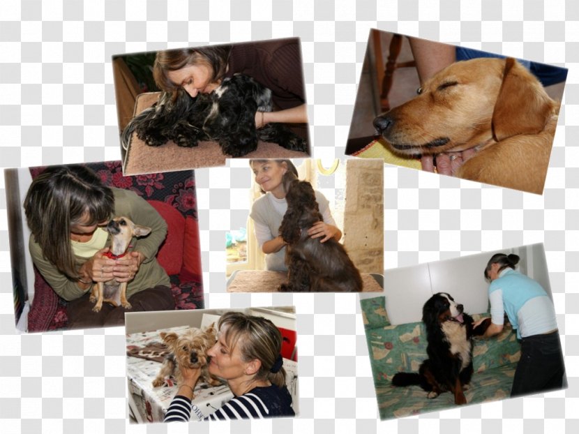 Dog Breed Canine Massage Photography Picture Frames - Oil Transparent PNG